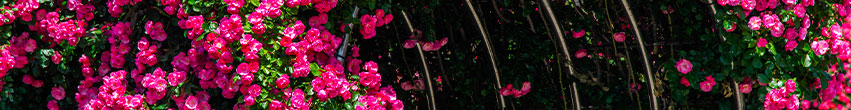 Arche jardin métal