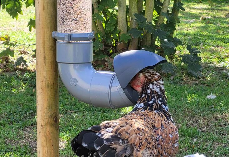 Mangeoire poule anti-nuisible - Distributeur de graines 7 kg