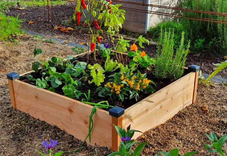 Carré potager en bois Douglas non traité Premium – 146 L