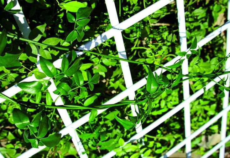 Brise-vue treillis extensible en PVC - 0,5 x 1,5 m