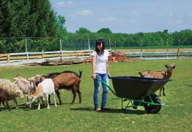 Brouette électrique charge lourde - 120 L à 500 L