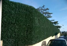 haie artificielle de thuya