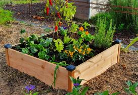 Carré potager haut en bois Douglas PEFC