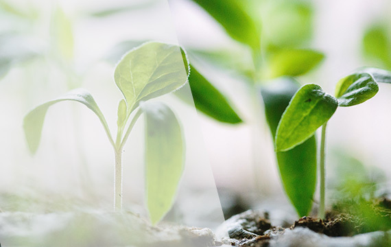 Retrouvez tous nos conseils pour aménager et entretenir votre jardin