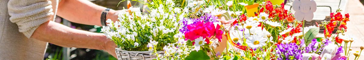 bannière choisir des fleurs pour jardinière