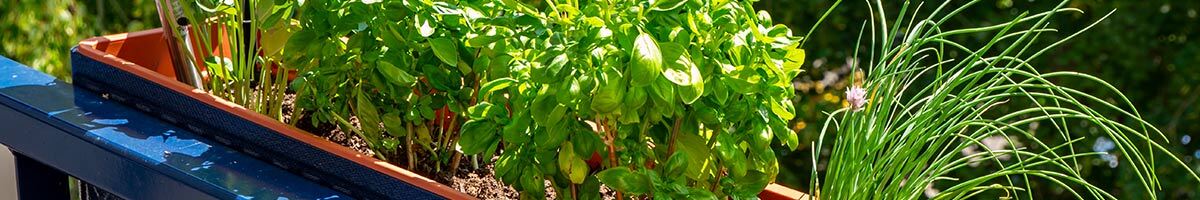 bannière culture légumes en jardinière