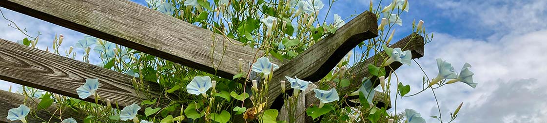 Pergola couverture fleurs bleues
