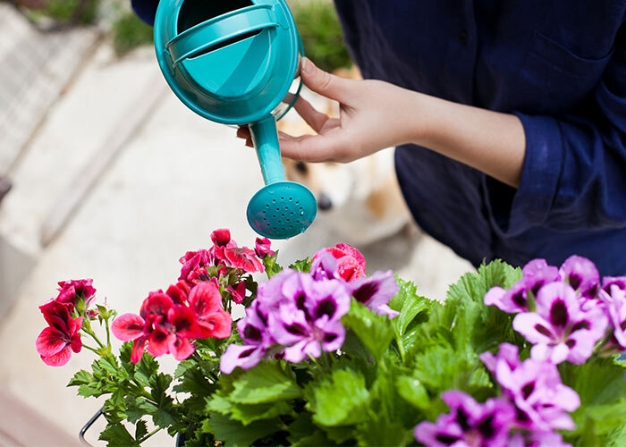 Arrosage des pots de fleurs