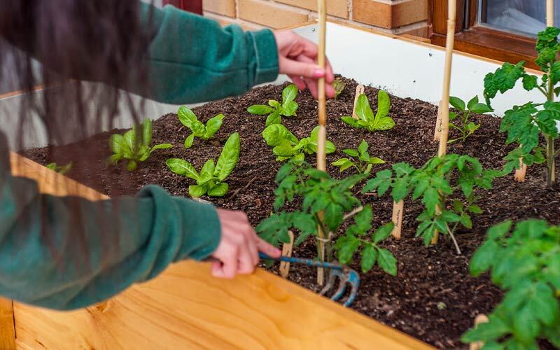 entretien carré potager