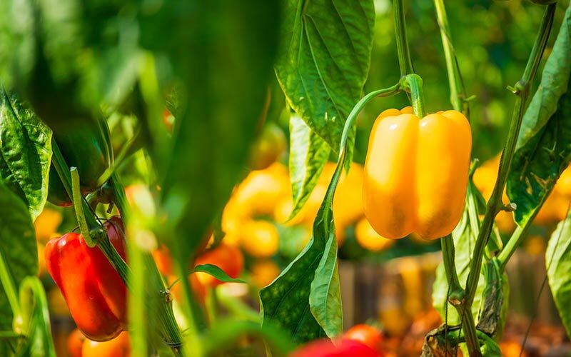 cultiver poivrons en carré potager