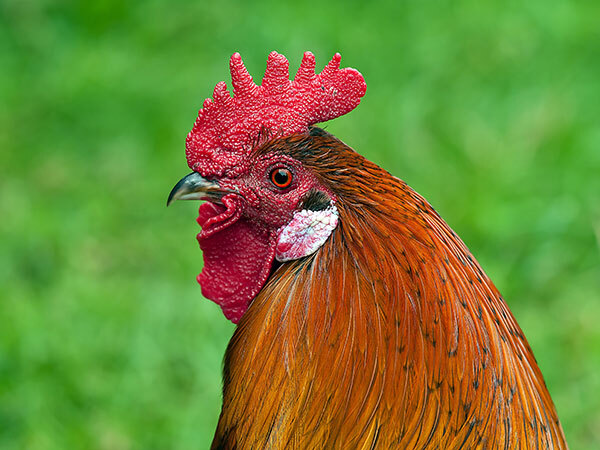 Coq