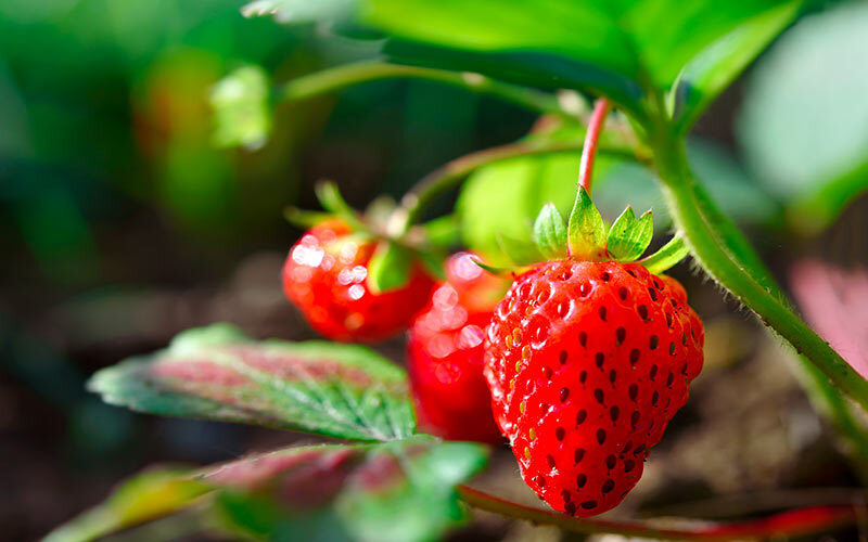 cultiver fraises en carré potager
