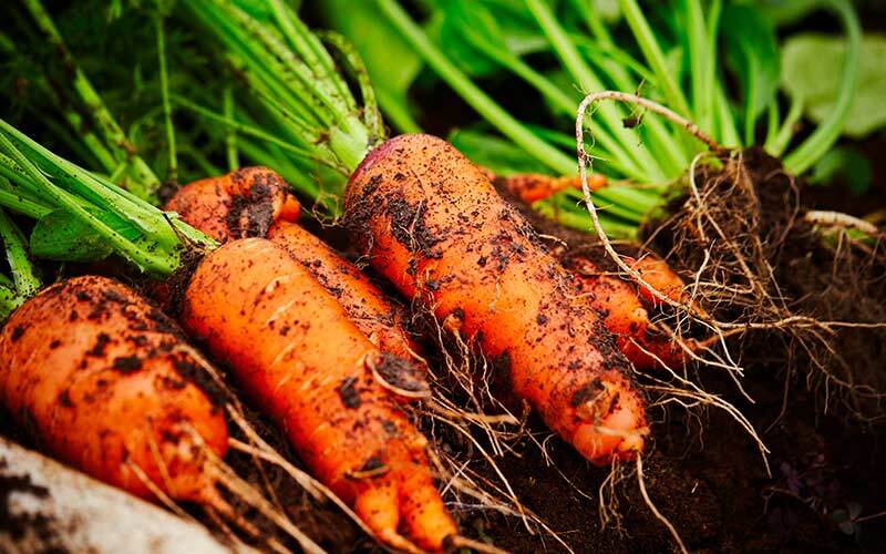 culture carottes en jardinière