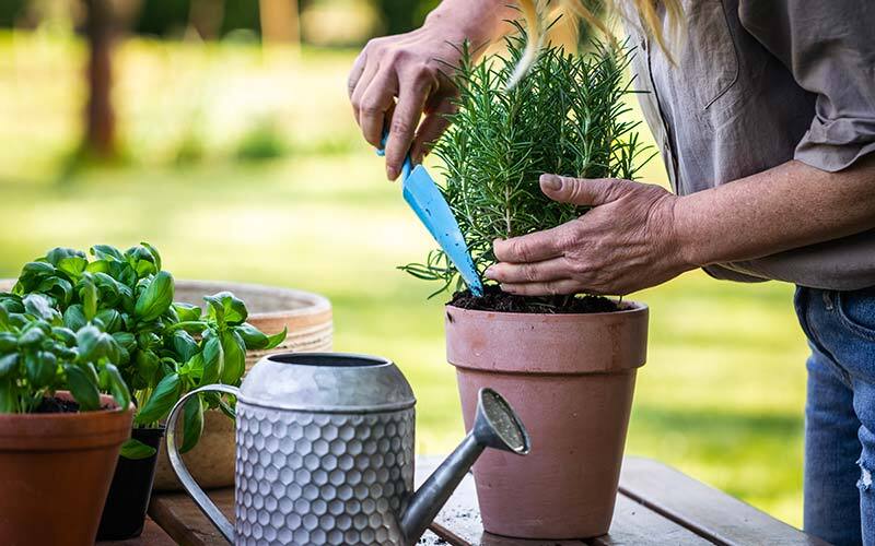 culture plantes aromatiques en jardinière