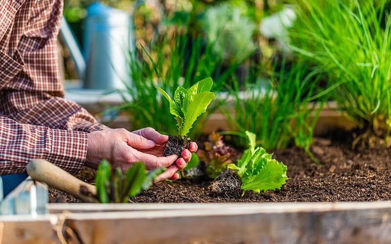 culture salades en jardinière