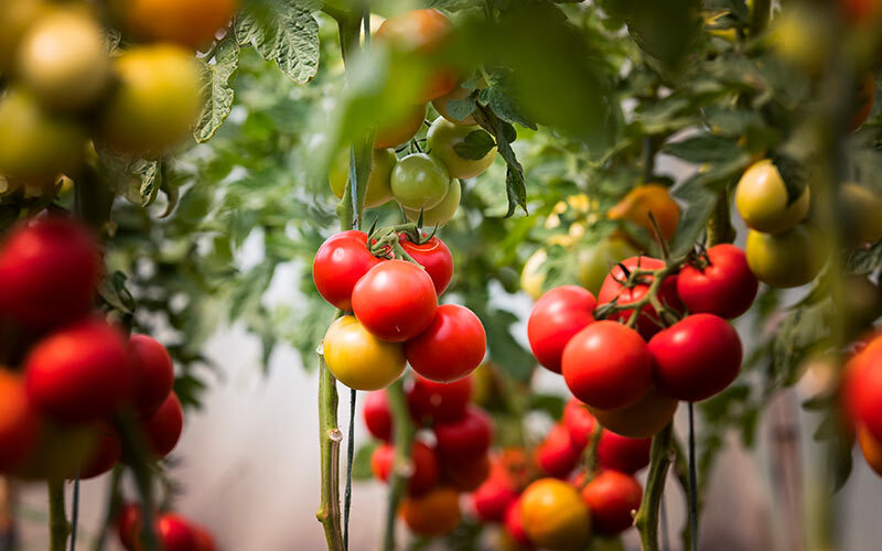 culture tomates en jardinière