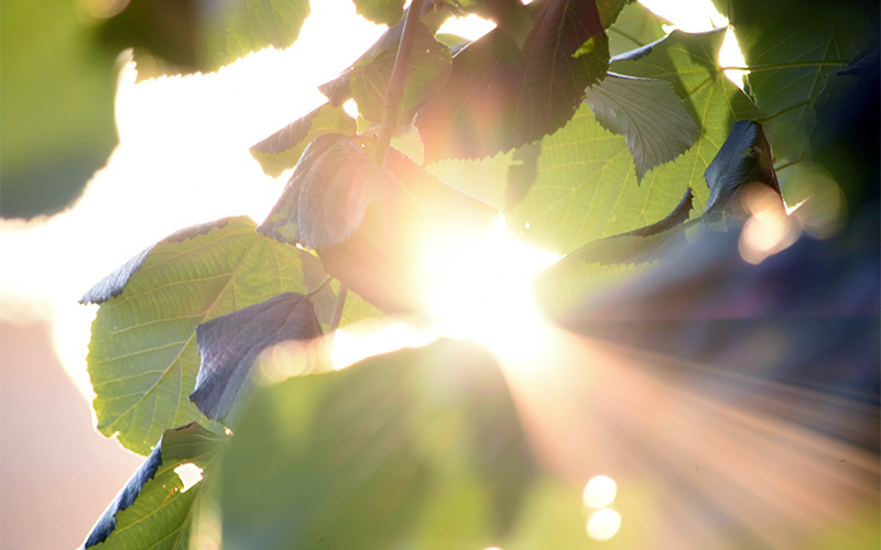 les effets du soleil sur les plantes