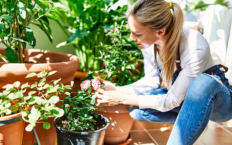 entretenir les plantes en jardinière