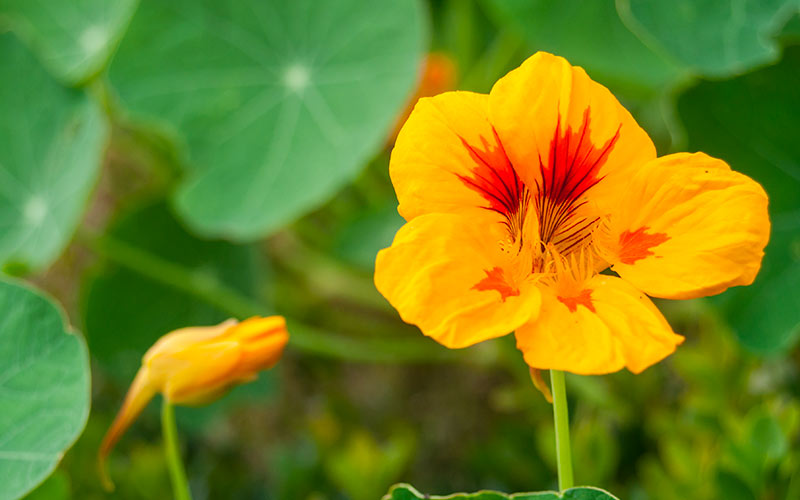 fleur capucine en jardinière