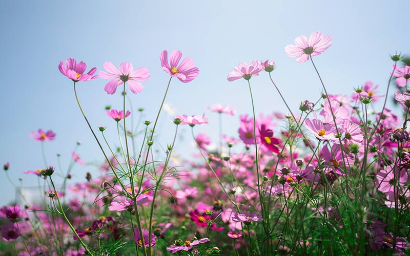 fleurs cosmos en jardinière