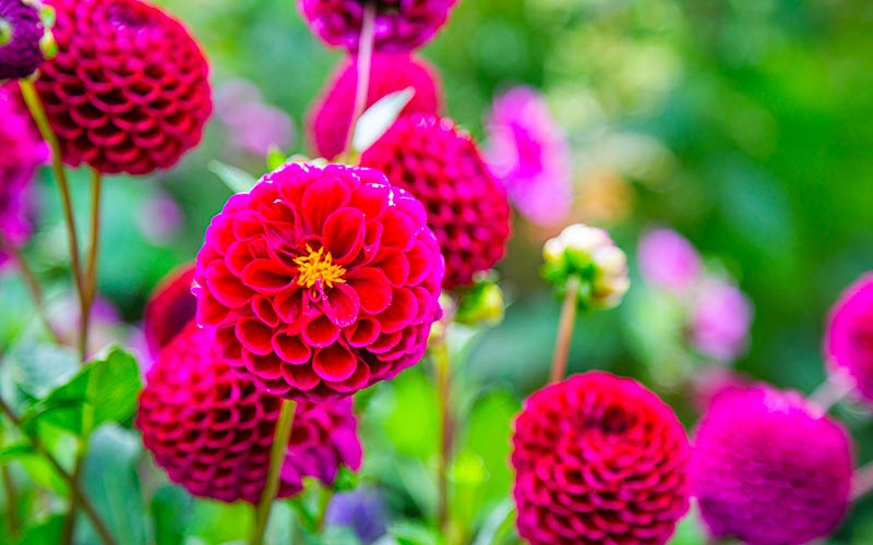 fleurs dahlia en jardinière