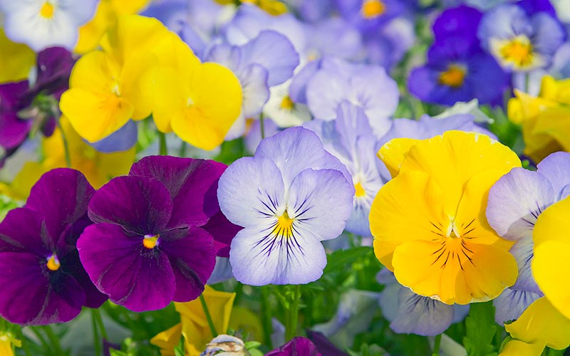 fleurs pensées en jardinière