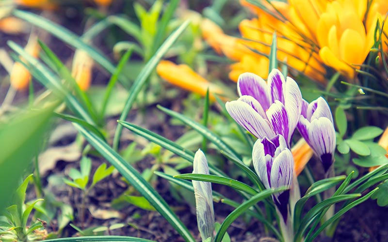 fleurs pour jardinière aux tons opposés