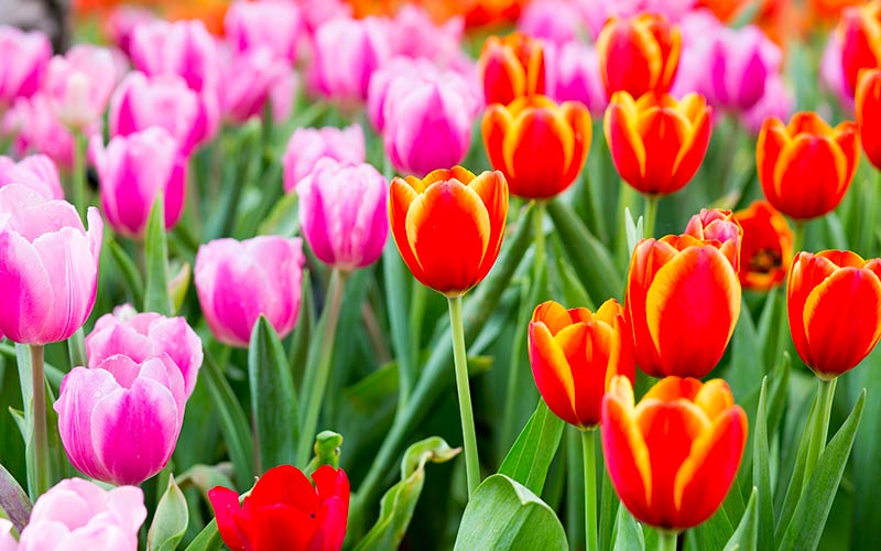 fleurs pour jardinière aux tons proches