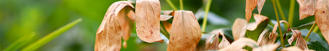Fleurs malades