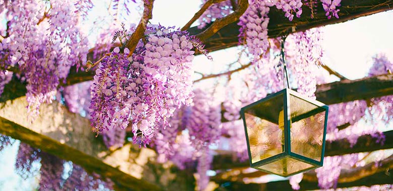 Pergola avec couverture en glycines