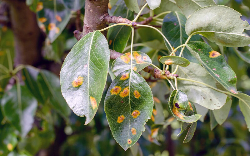 maladies des plantes et fleurs de jardin
