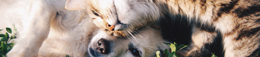 Un chien et un chat.