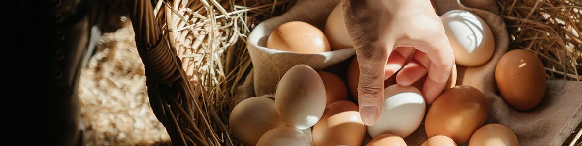 Oeufs dans un panier