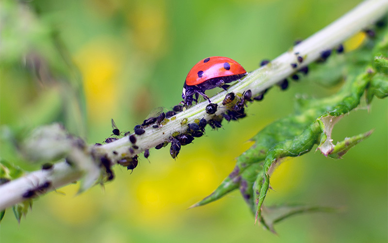 maladies des plantes et fleurs de jardin