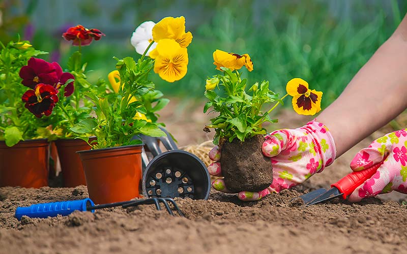 planter des fleurs en jardinière