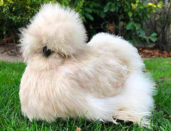 Poule d'ornement