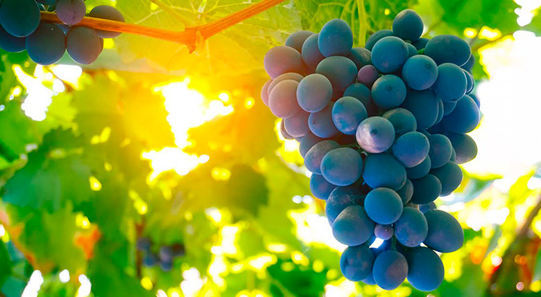 Pergola avec couverture de raisins