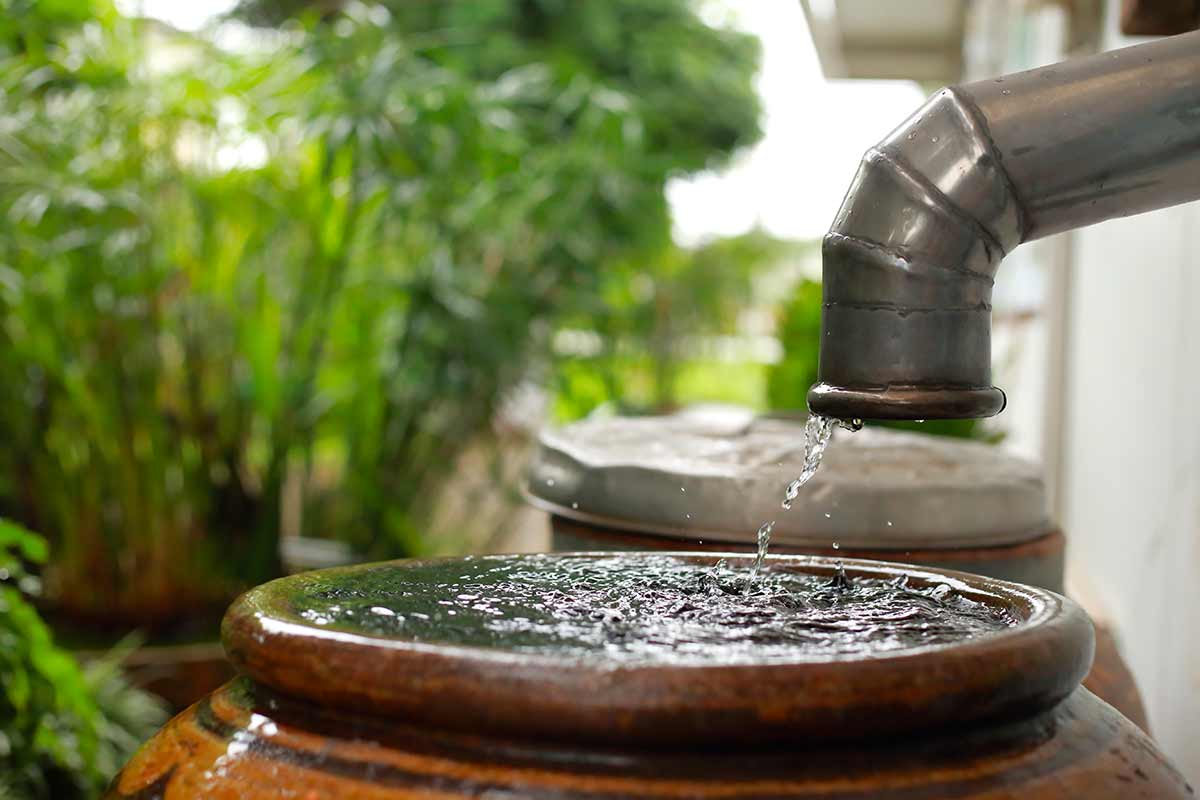 Récupération de l'eau de pluie dans une jarre