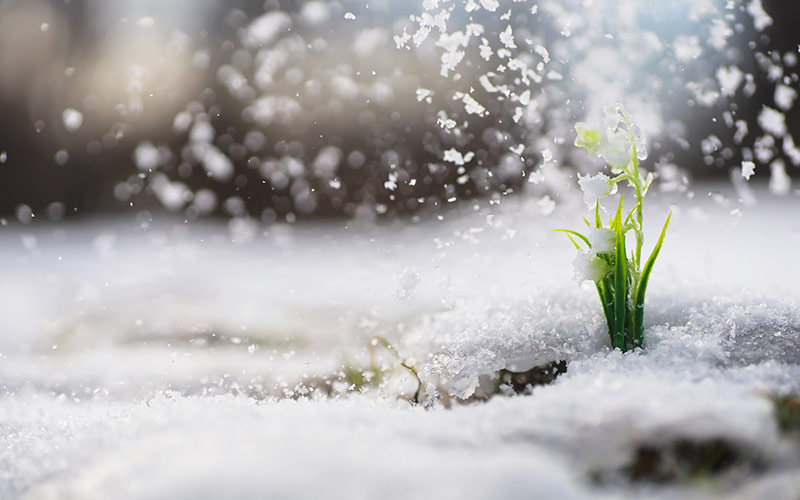 Muguet résistant au froid