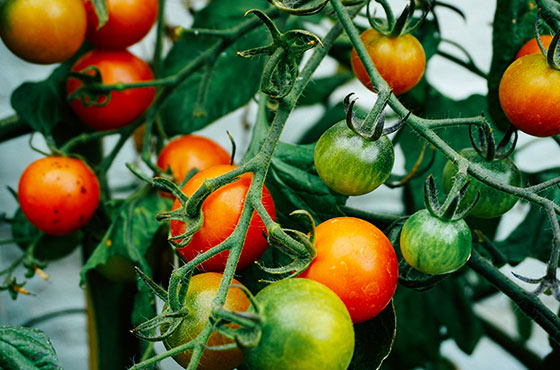 Serre froide avec tomates